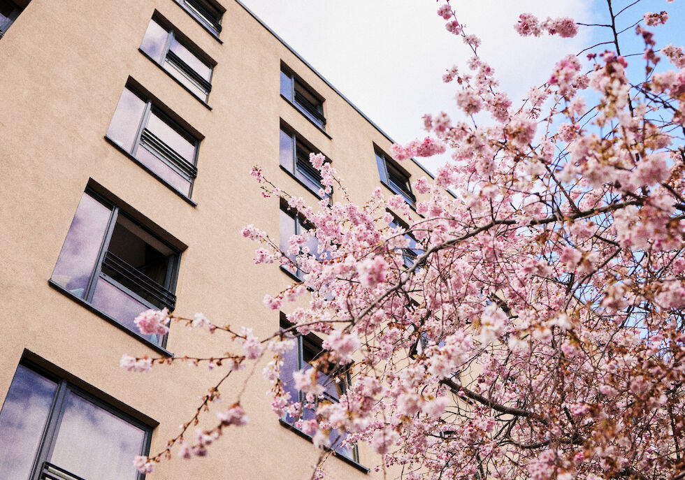 Kirschbaum in voller Blüte vor der stilvollen Fassade des Buchwerk