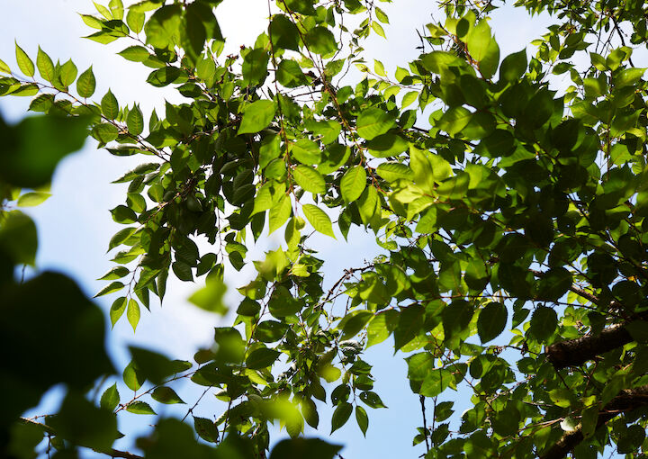 Green cherry leaves against a bright blue sky